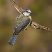 Mallerenga blava (Cyanistes caeruleus)