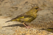 Verdum (Carduelis chloris)