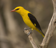 Mascle d'Oriol (Oriolus oriolus)