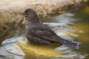 Femella de Merla (Turdus merula)