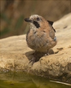 Gaig (Garrulus grandarius)