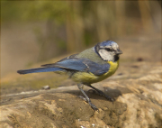 Mallerenga blava (Cyanistes caeruleus)