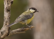 Mallerenga carbonera (Parus major)