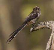 Mallerenga cuallarga (Aegithalos caudatus)