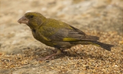 Mascle de Verdum (Carduelis chloris)