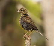 Mascle de Gratapalles (Emberiza cirlus)