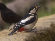 Femella de Picot garser gros (Dendrocopos major)