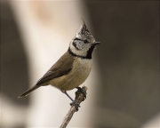 Mallerenga emplomallada (Parus cristatus)