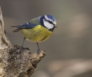 Mallerenga blava (Cyanistes caeruleus)