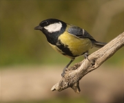 Mallerenga carbonera (Parus major)