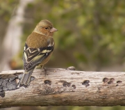 Mascle de Pinsà comú (Fringilla coelebs)