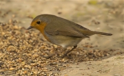 Pit roig (Erithacus rubecola)