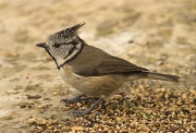 Mallerenga emplomallada (Parus cristatus)