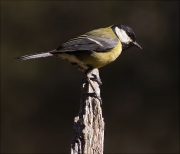 Mallerenga carbonera (Parus major)