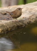 Cargolet (Troglodytes troglodytes)