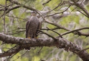 Femella d'Esparver (Accipiter nisus)