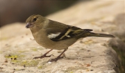 Femella de Pinsà comú (Fringilla coelebs)