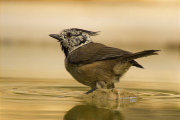 Mallerenga emplomallada (Parus cristatus)