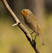 Pit roig (Erithacus rubecola)