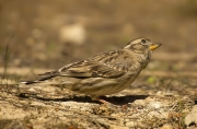 Pardal roquer (Petronia petronia)