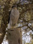 Astor (Accipiter gentilis)