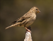 Femella de Verdum (Carduelis chloris)