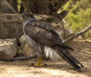 Astor (Accipiter gentilis)