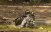 Astor (Accipiter gentilis)