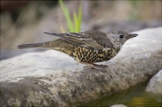 Griva (Turdus viscivorus)