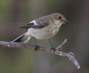 Femella de Mastegatatxes (Ficedula hypoleuca)