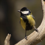 Mallerenga carbonera (Parus major)