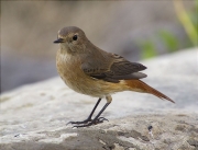 Femella de Cotxa cua-roja (Phoenicurus phoenicurus)