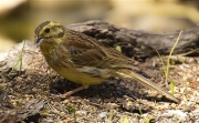 Femella de Gratapalles (Emberiza cirlus)