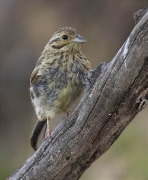 Femella de Gratapalles (Emberiza cirlus)