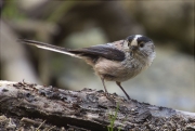 Mallerenga cuallarga (Aegithalos caudatus)