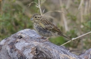 Jove de Gratapalles (Emberiza cirlus)