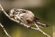 Mallerenga cuallarga (Aegithalos caudatus)