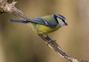 Mallerenga blava (Cyanistes caeruleus)