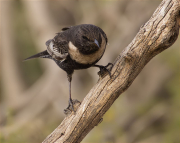 Femella de Merla de pit blanc (Turdus torquatus torquatus)