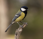 Mallerenga carbonera (Parus major)