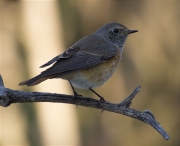 Mascle jove de Cotxa cua-roja (Phoenicurus phoenicurus)