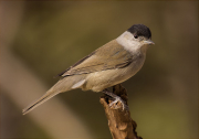 Mascle de Tallarol de casquet (Sylvia atricapilla)