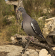 Jove de Tudó (Columba palumbus)