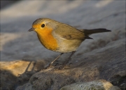 Pit roig (Erithacus rubecola)