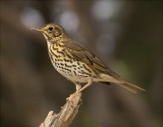 Tord comú (Turdus philomelos)