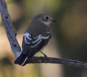 Mastegatatxes (Ficedula hypoleuca)