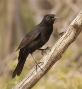 Mascle de Merla (Turdus merula)