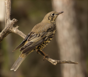 Griva (Turdus viscivorus)