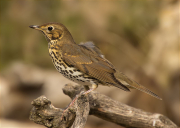 Tord comú (Turdus philomelos)