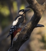 Femella de Picot garser gros (Dendrocopos major)